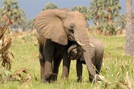WCS Statement on Chinese Government Phasing In Closing of Domestic Commercial Elephant Ivory Trade